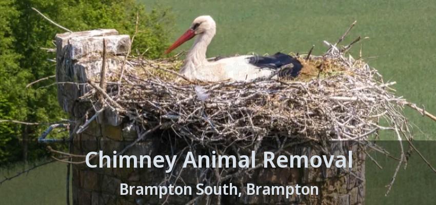 Chimney Animal Removal Brampton South, Brampton - ON