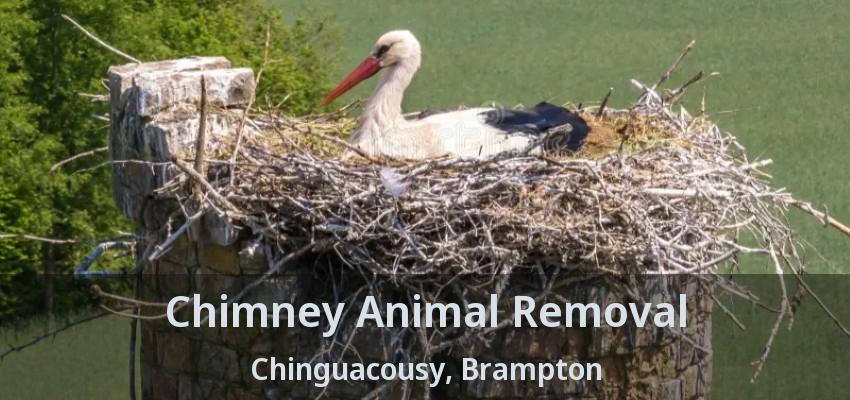 Chimney Animal Removal Chinguacousy, Brampton - ON