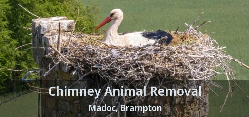 Chimney Animal Removal Madoc, Brampton - ON