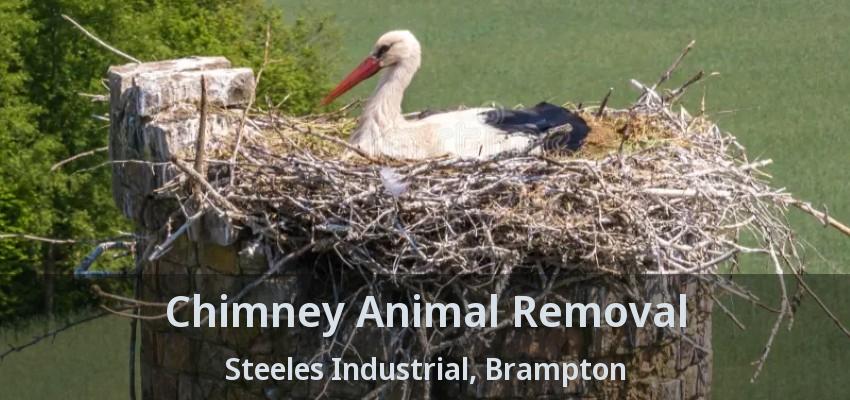Chimney Animal Removal Steeles Industrial, Brampton - ON