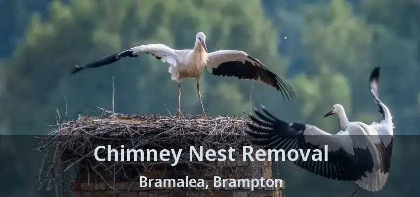 Chimney Nest Removal Bramalea, Brampton - ON
