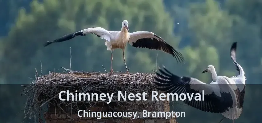 Chimney Nest Removal Chinguacousy, Brampton - ON