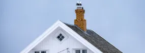 Chimney Nest Removal Gore Industrial South, Brampton